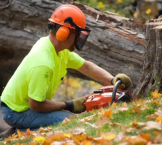 tree services Cresaptown